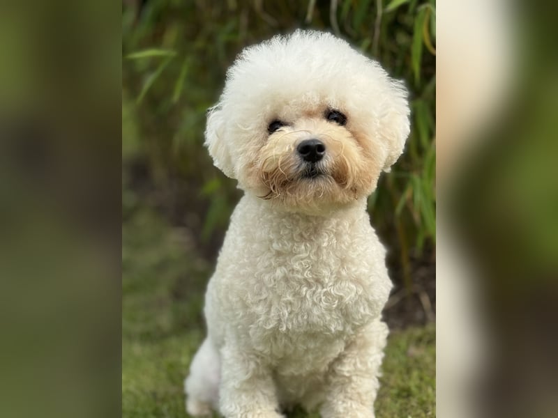 Bichon Frisé Hündin 9 Monate