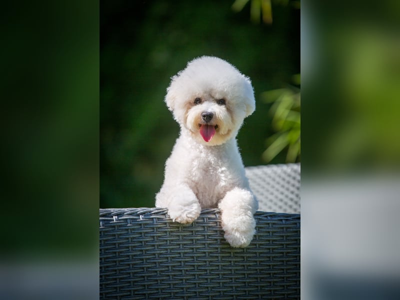Bichon Frisé Hündin 10 Monate