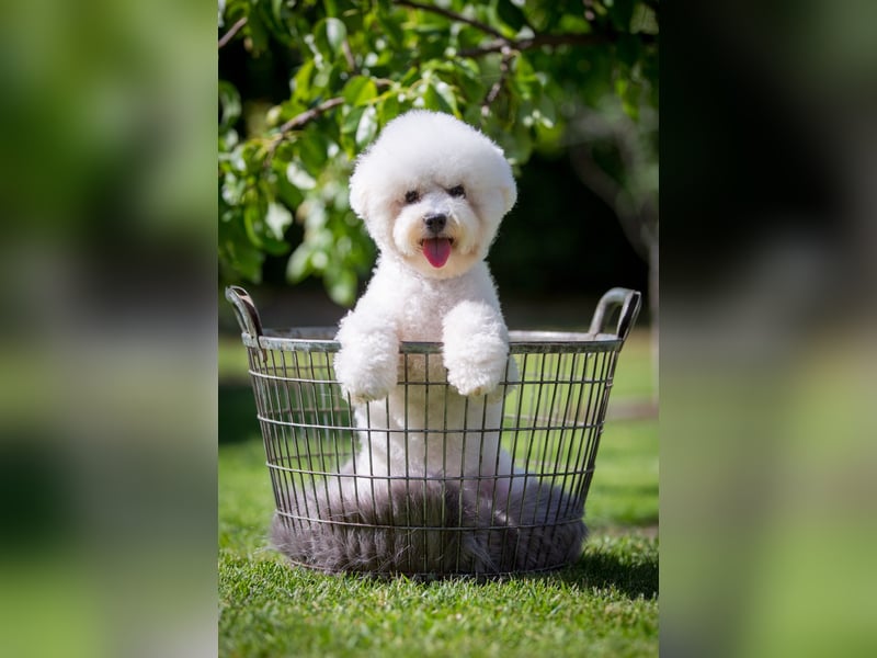 Bichon Frisé Hündin 10 Monate