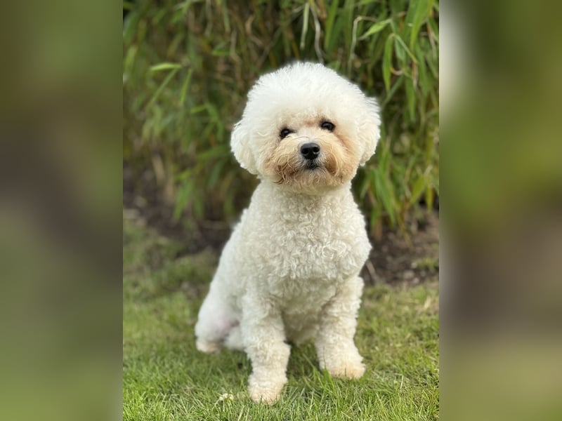 Bichon Frisé Hündin 9 Monate