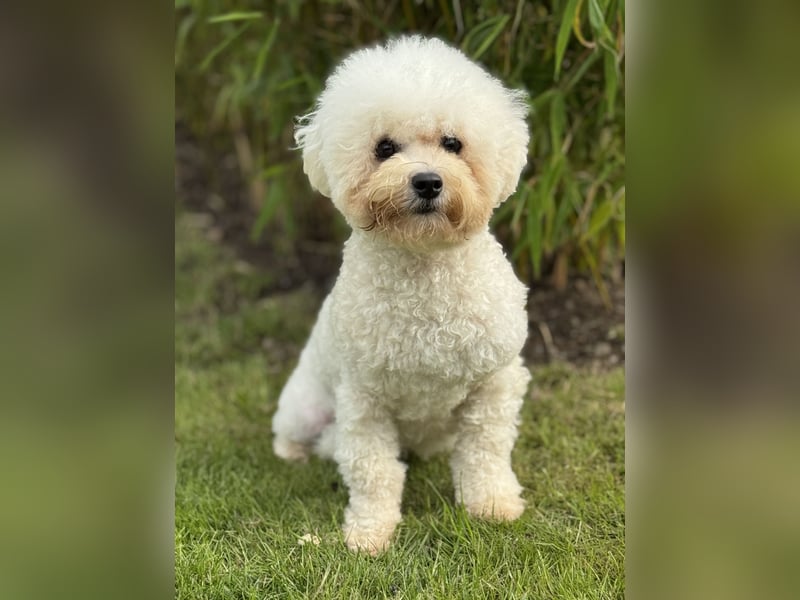 Bichon Frisé Hündin 9 Monate