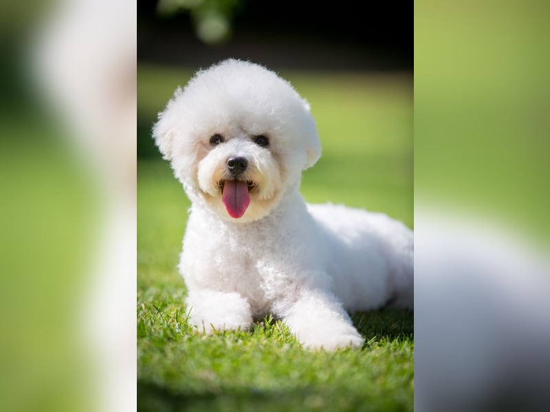 Bichon Frisé Hündin 10 Monate