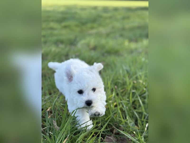 Bichon Frisé Welpen zu verkaufen