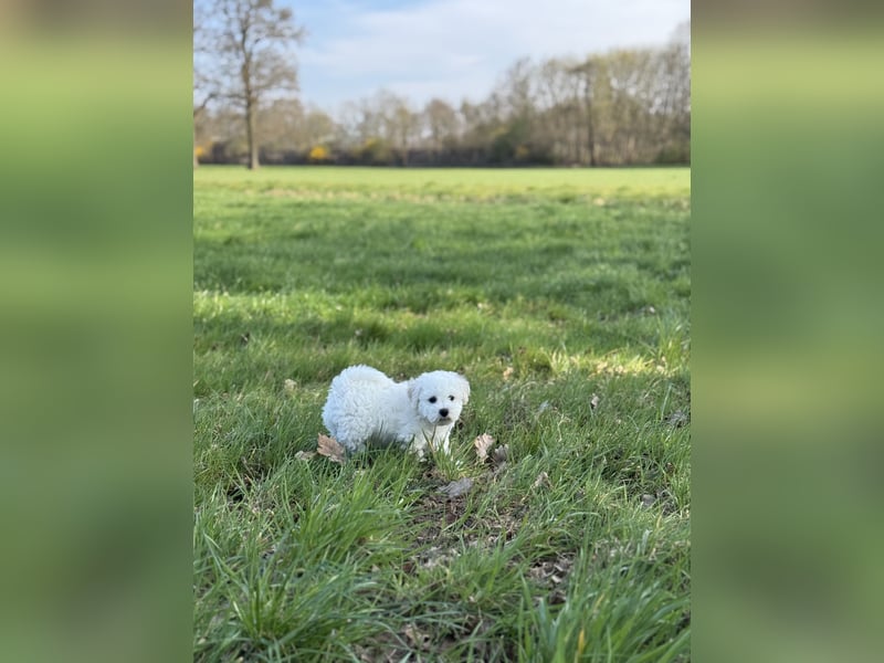 Bichon Frisé Welpen zu verkaufen
