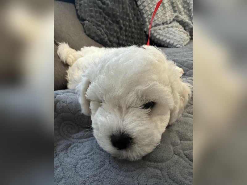 Bichon Frisé Welpen zu verkaufen