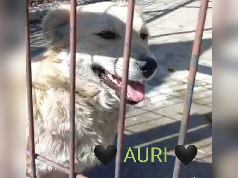 AURI gerettet aus Horror Tötung von Slatina, Ostern'22