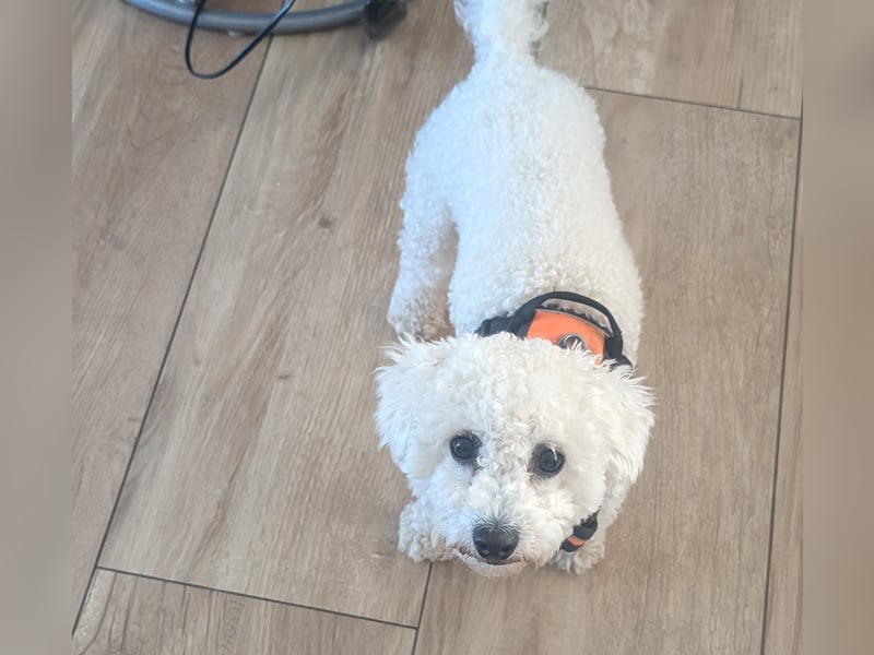 Liebevolle Bichon Frisé Hündin "Maluna" (1 J. 9 Mon.) sucht neues Zuhause