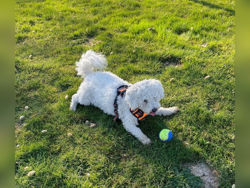 Liebevolle Bichon Frisé Hündin "Maluna" (1 J. 9 Mon.) sucht neues Zuhause
