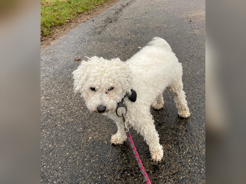 Liebevolle Bichon Frisé Hündin "Maluna" (1 J. 9 Mon.) sucht neues Zuhause