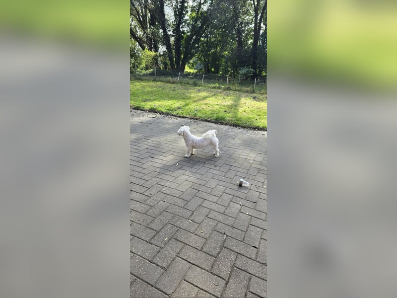 Bichon Malteser Hündin