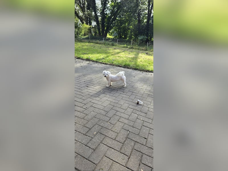 Bichon Malteser Hündin