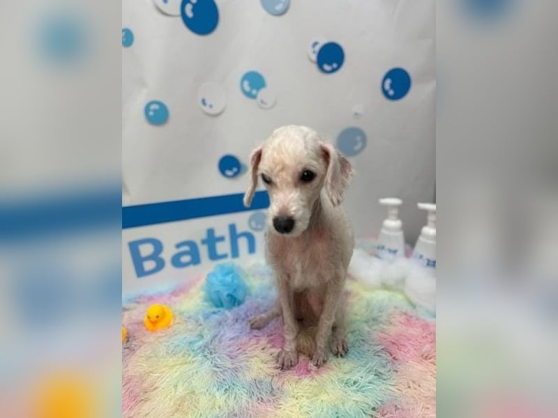 Ruby ist eine zarte Hündin von etwa 3–4 Jahren und wiegt gerade einmal 4 kg