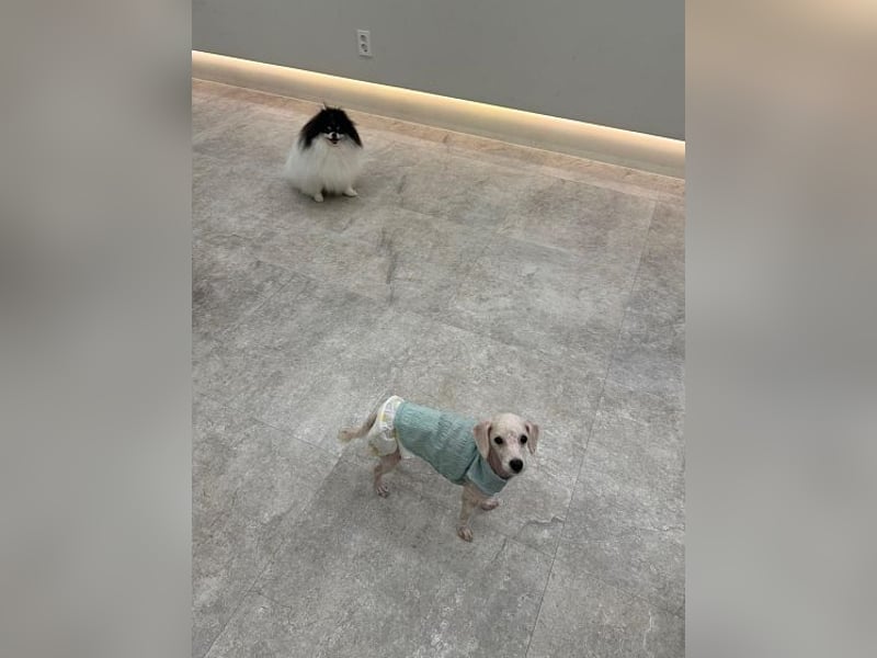 Ruby ist eine zarte Hündin von etwa 3–4 Jahren und wiegt gerade einmal 4 kg