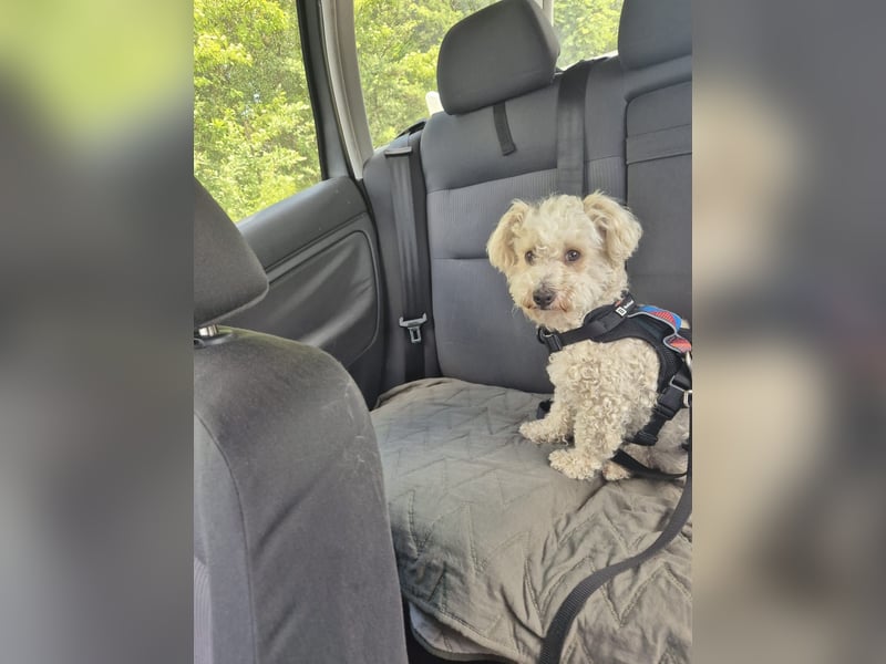 Reserviert! Bichon-Mix MAYA