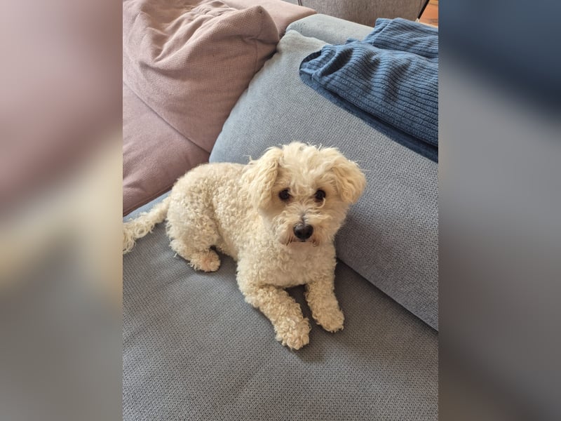 Reserviert! Bichon-Mix MAYA