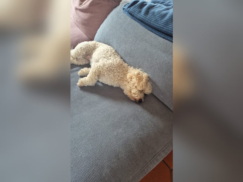 Reserviert! Bichon-Mix MAYA