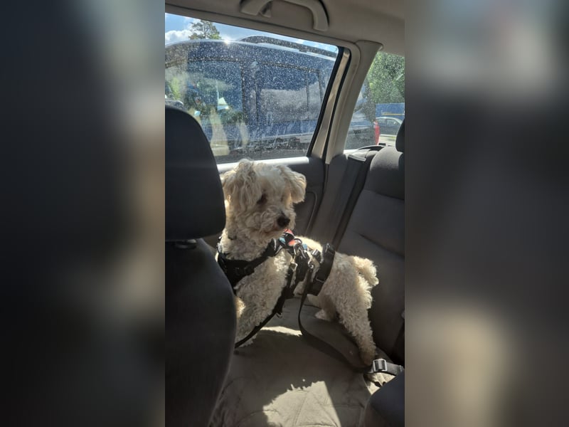 Reserviert! Bichon-Mix MAYA