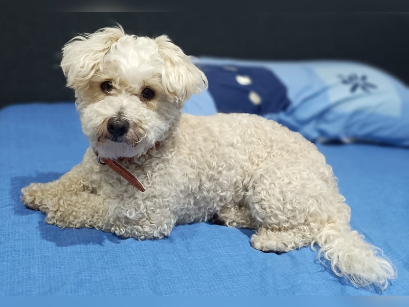 Reserviert! Bichon-Mix MAYA