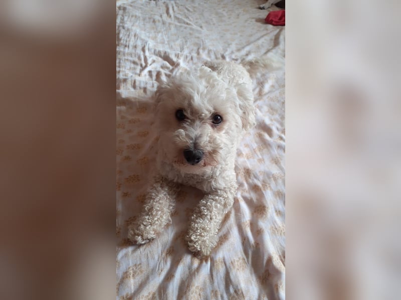 Reserviert! Bichon-Mix MAYA