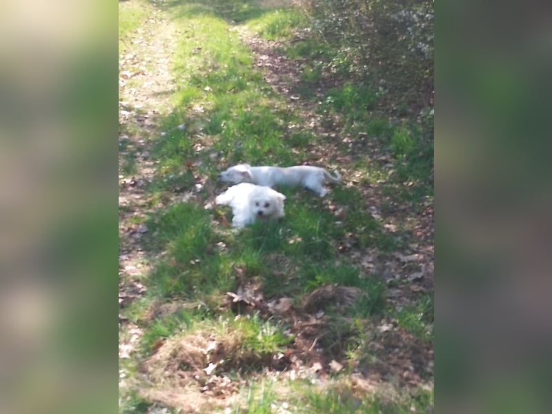 Bichon frise
