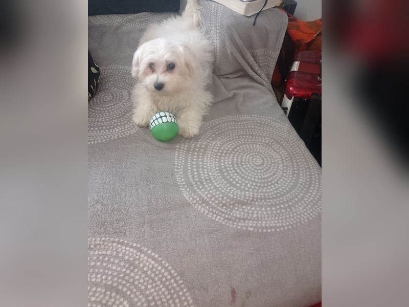 Bichon frise