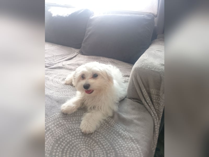 Bichon frise