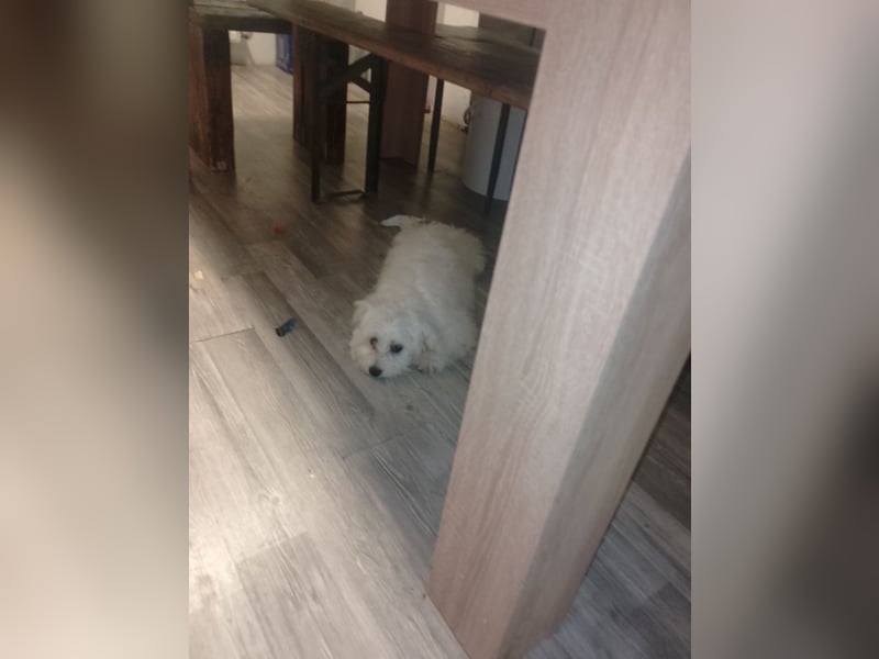 Bichon frise