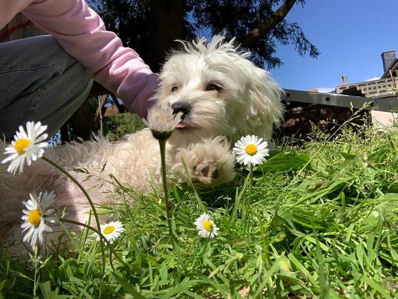Bichon Frise