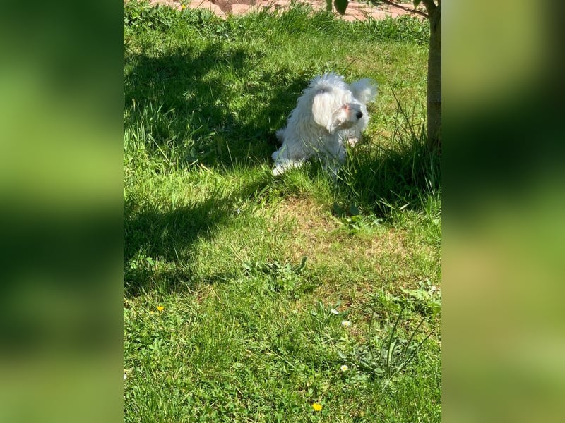 Bichon Frise