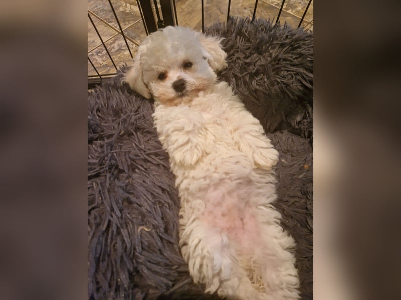 Bichon Frise Welpen