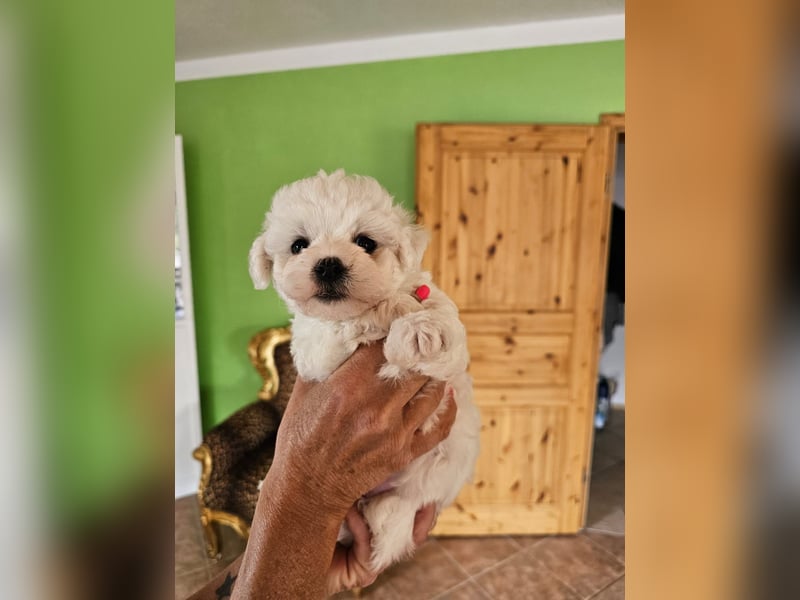 Bichon Frise Welpen