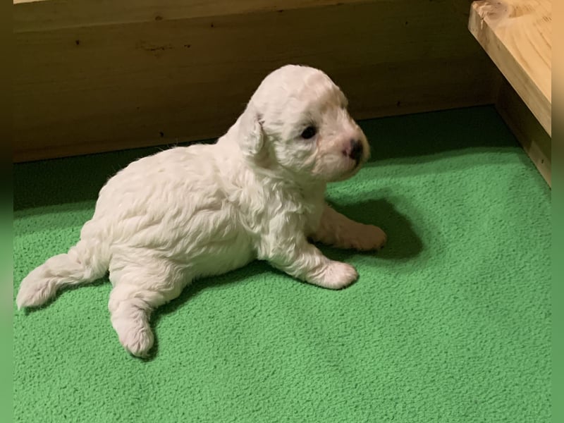 Reinrassige Bichon Frise Welpen mit Ahnentafel