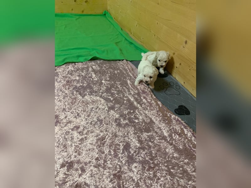Reinrassige Bichon Frise Welpen mit Ahnentafel