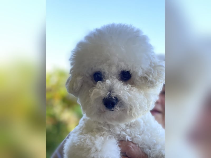 Reinrassige Bichon Frise Welpen mit Ahnentafel