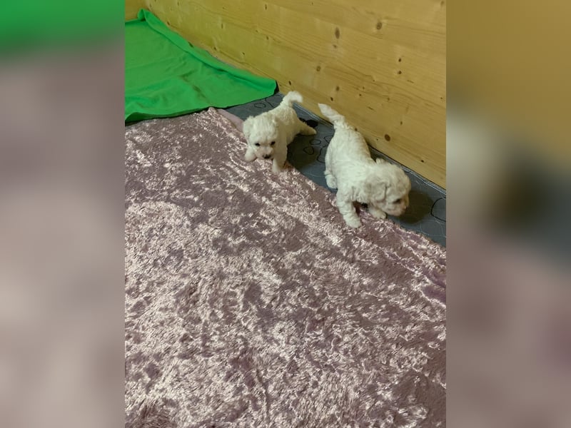 Reinrassige Bichon Frise Welpen mit Ahnentafel