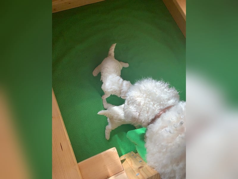 Reinrassige Bichon Frise Welpen mit Ahnentafel