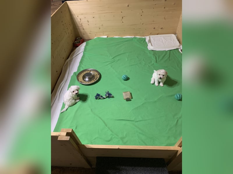 Reinrassige Bichon Frise Welpen mit Ahnentafel