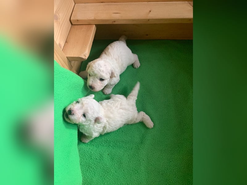 Reinrassige Bichon Frise Welpen mit Ahnentafel