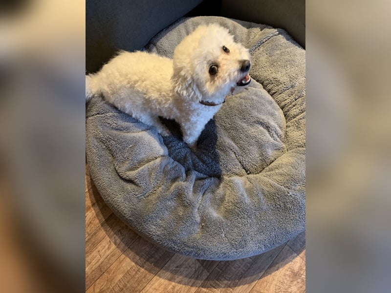 Reinrassige Bichon Frise Welpen mit Ahnentafel