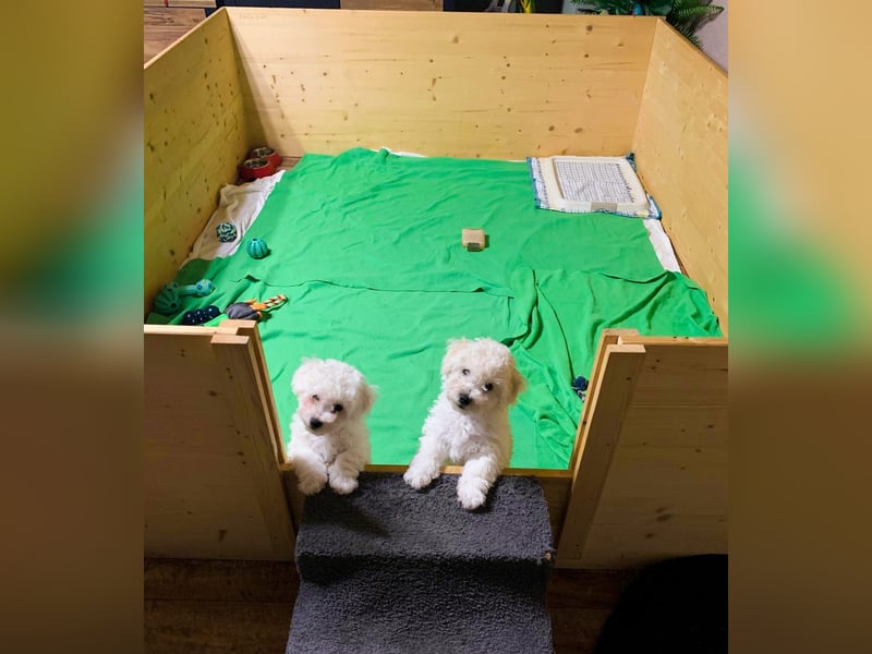Reinrassige Bichon Frise Welpen mit Ahnentafel