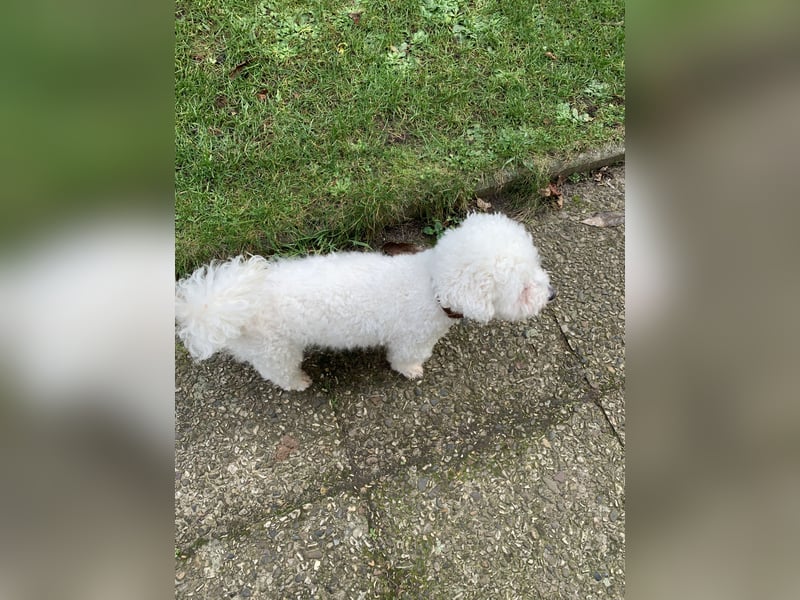 Reinrassige Bichon Frise Welpen mit Ahnentafel