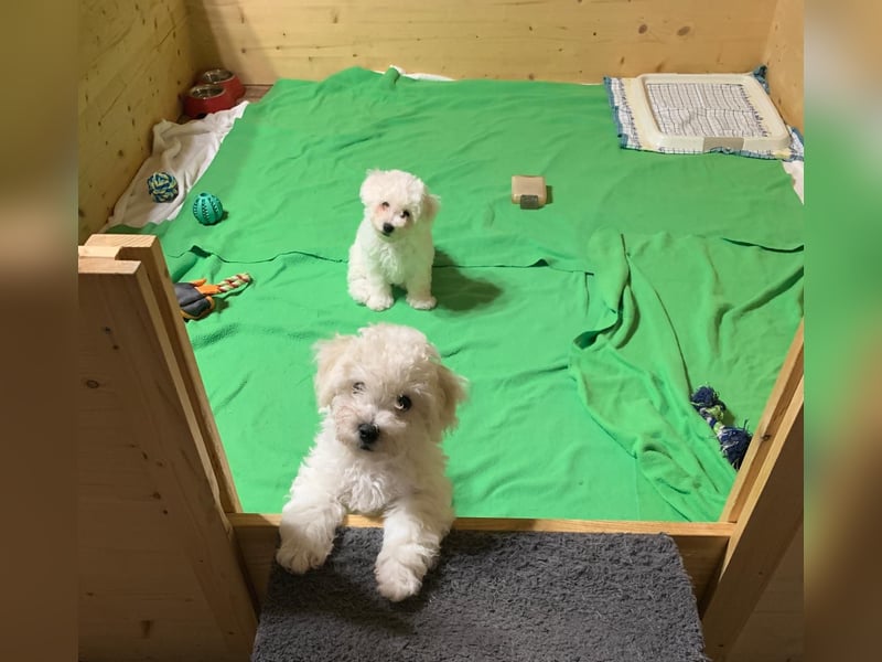 Reinrassige Bichon Frise Welpen mit Ahnentafel