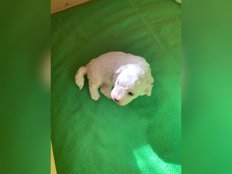Reinrassige Bichon Frise Welpen mit Ahnentafel