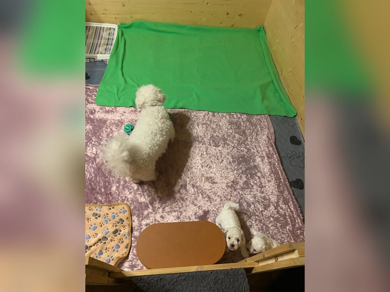 Reinrassige Bichon Frise Welpen mit Ahnentafel