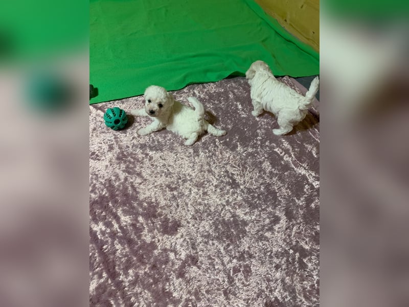 Reinrassige Bichon Frise Welpen mit Ahnentafel