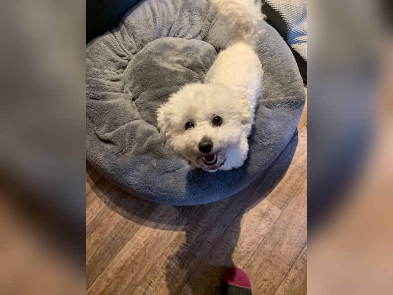 Reinrassige Bichon Frise Welpen mit Ahnentafel