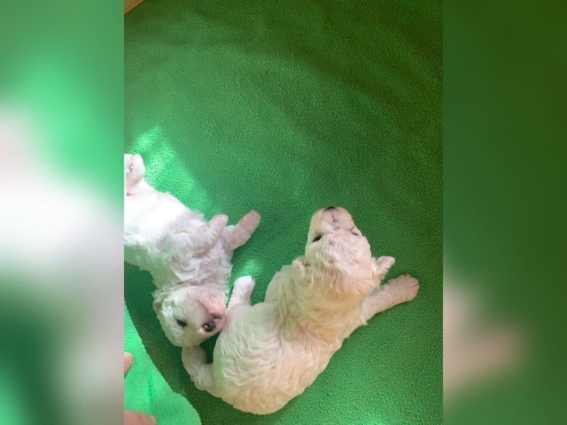 Reinrassige Bichon Frise Welpen mit Ahnentafel