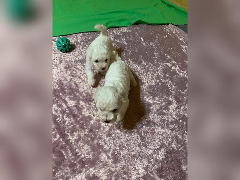 Reinrassige Bichon Frise Welpen mit Ahnentafel