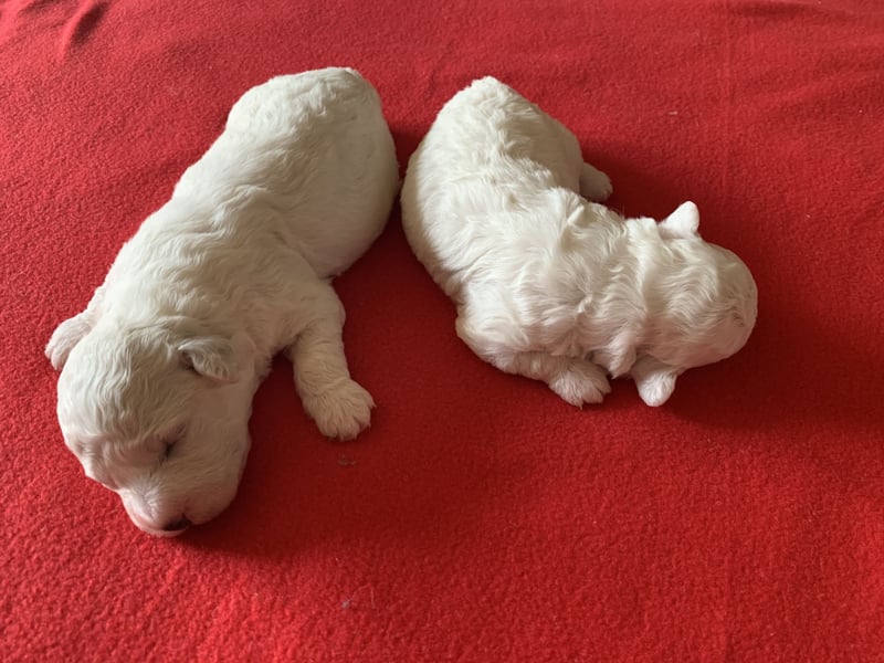 Reinrassige Bichon Frise Welpen mit Ahnentafel