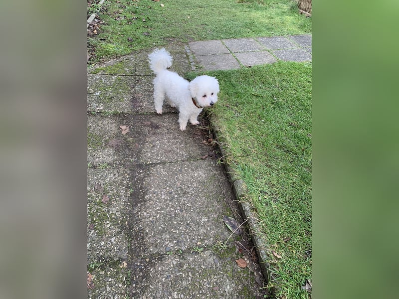 Reinrassige Bichon Frise Welpen mit Ahnentafel